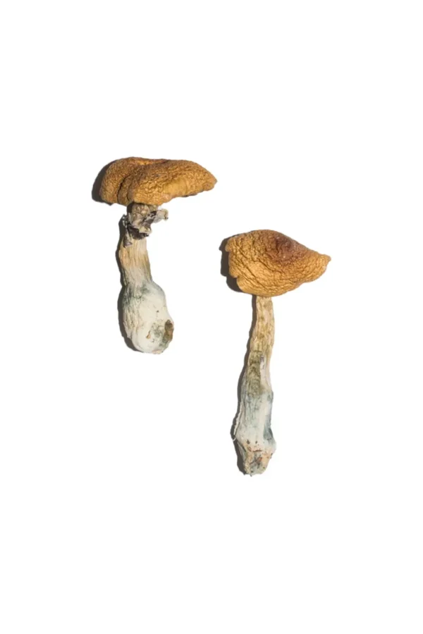 Penis Envy Mushroom