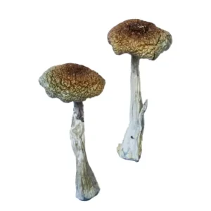 psilocybe aztecorum