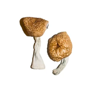 Burmese Mushroom