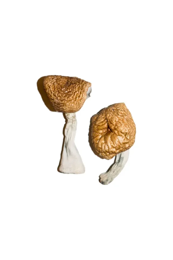 Burmese Mushroom