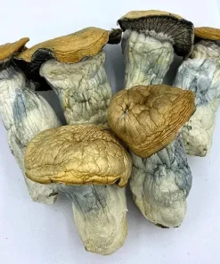 Godzilla Penis Envy Mushrooms