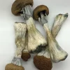 Golden Teacher Psilocybe Cubensis