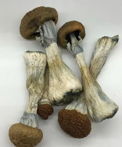 Golden Teacher Psilocybe Cubensis
